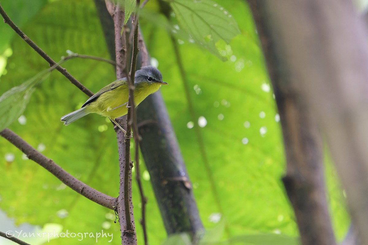 Graukopf-Laubsänger - ML644307818