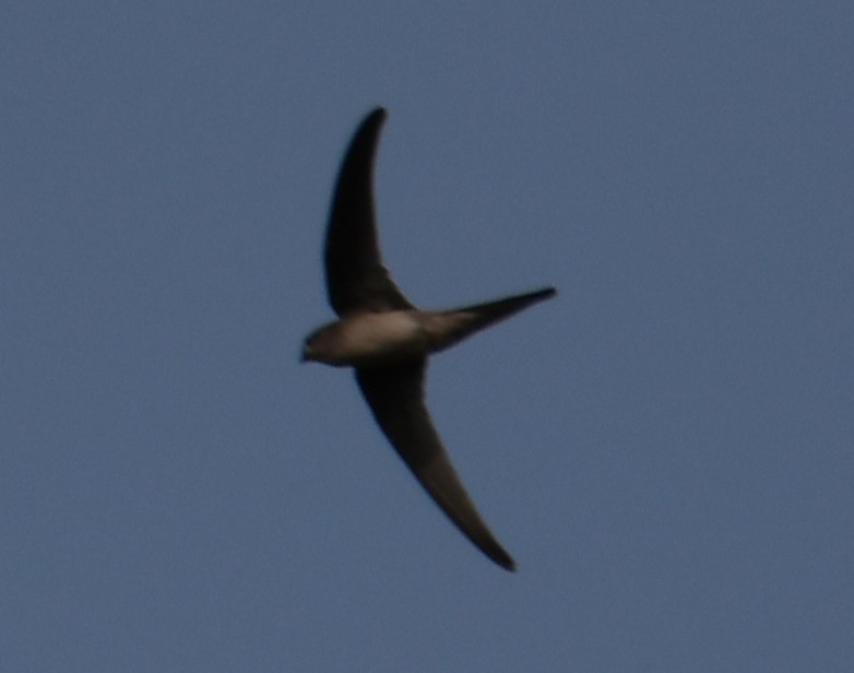 Серпокрилець південноазійський - ML644307823