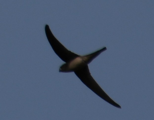 Серпокрилець південноазійський - ML644307827