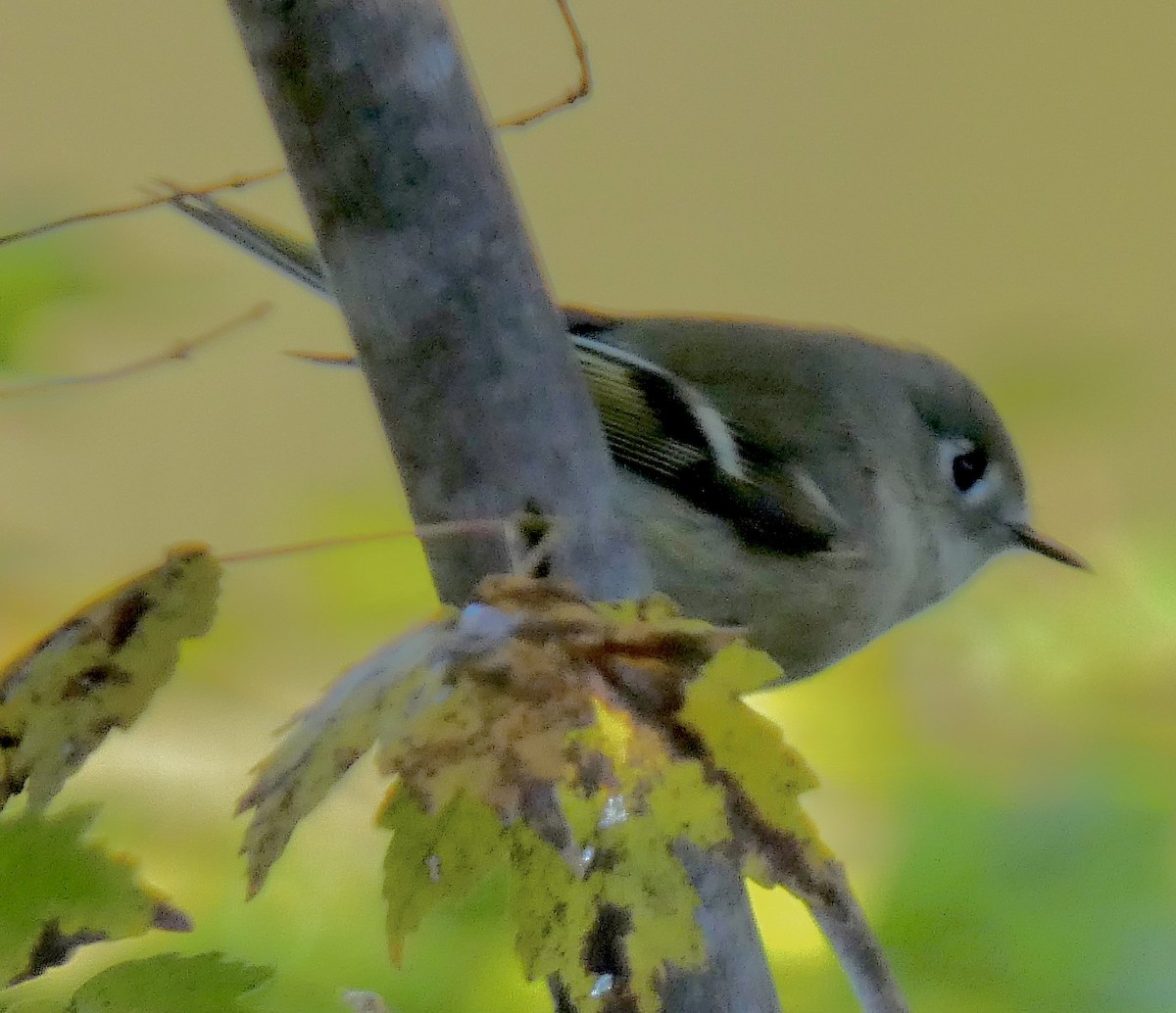 Ruby-crowned Kinglet - ML644307834