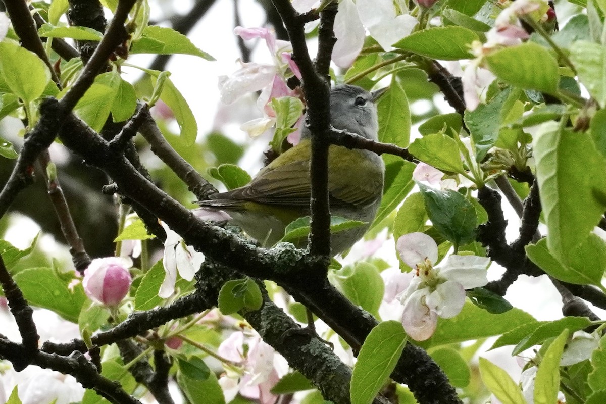 Tennessee Warbler - ML644307839