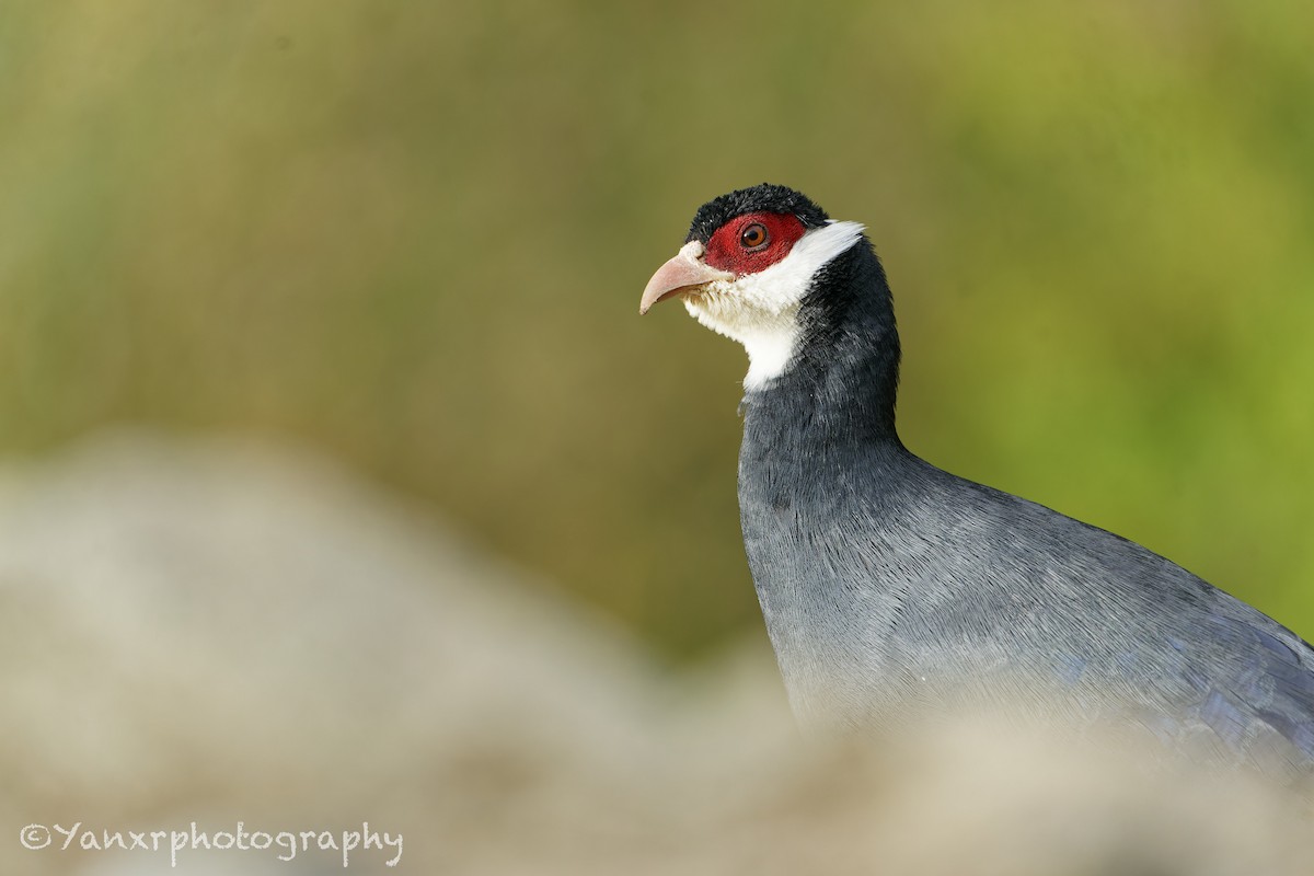 Tibetan Eared-Pheasant - ML644307846