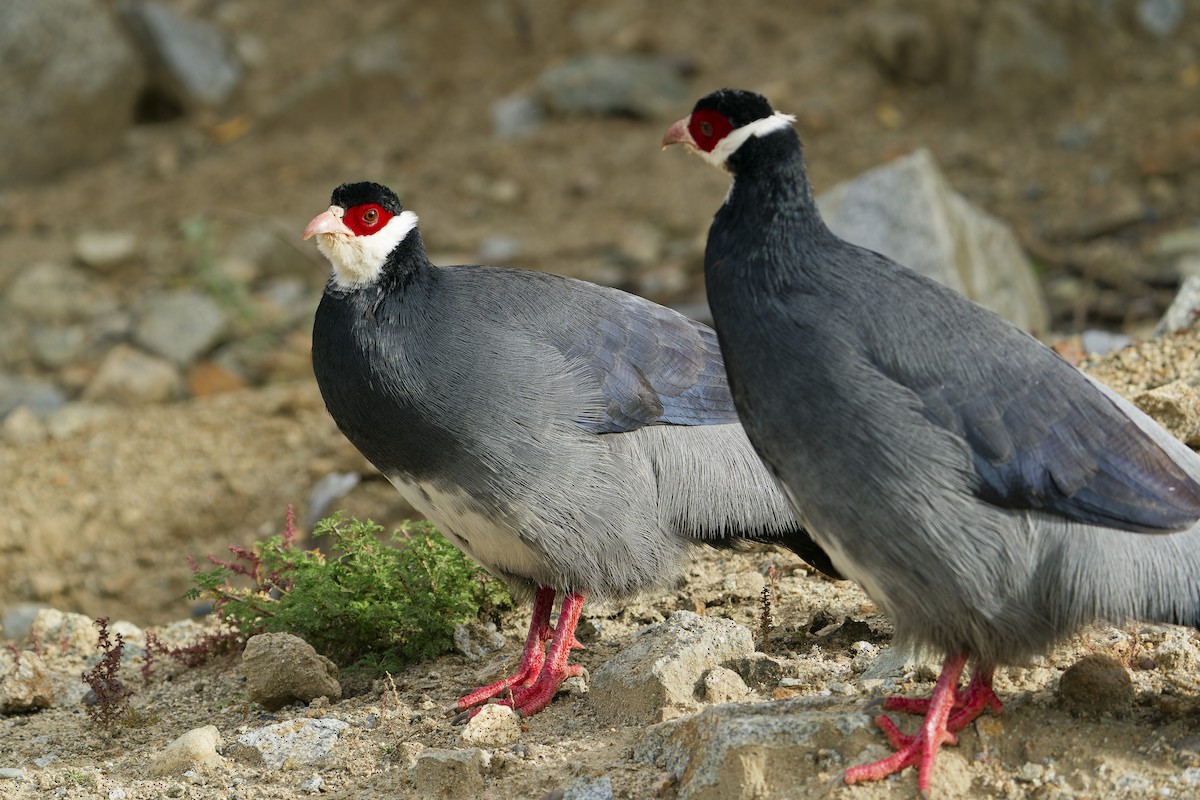 Tibetan Eared-Pheasant - ML644307847