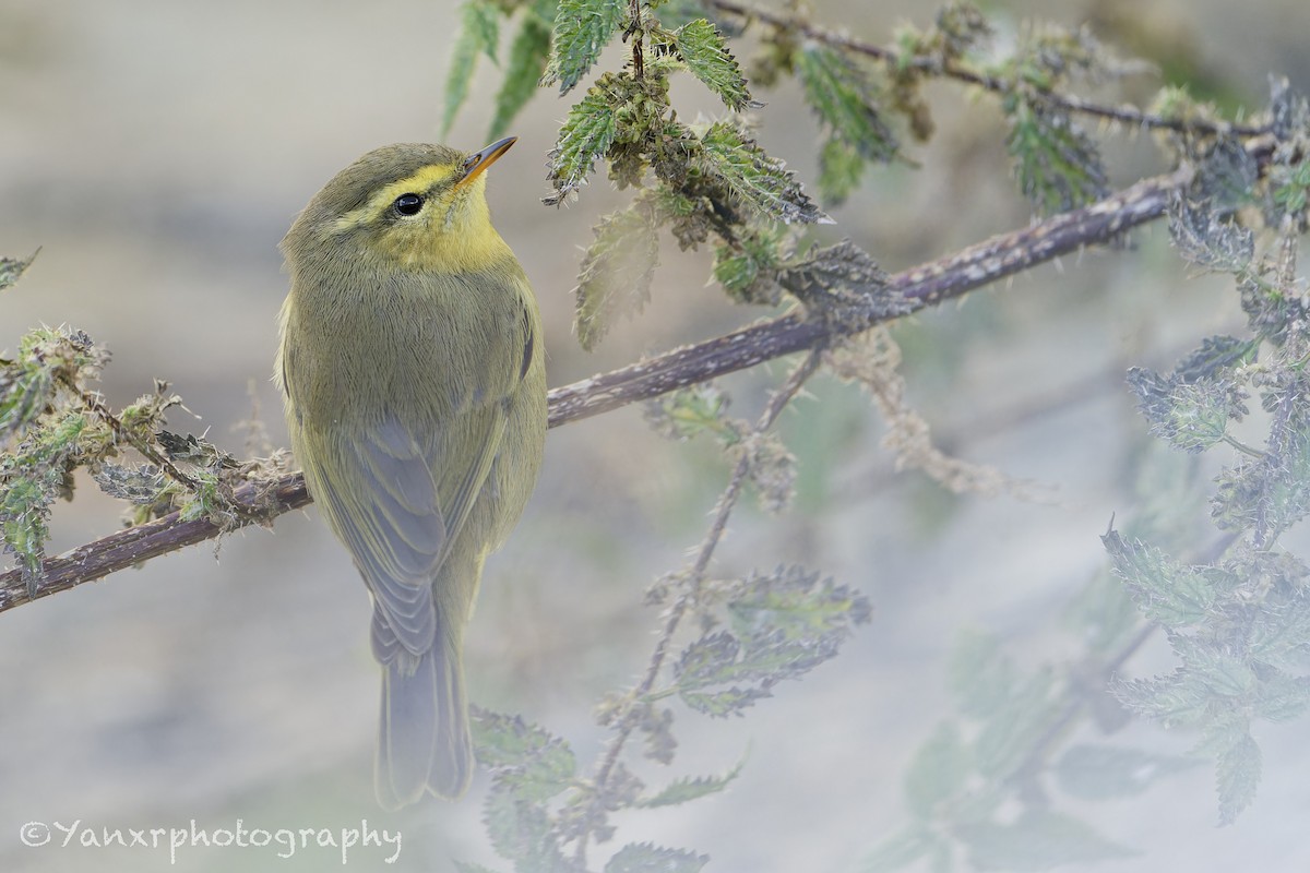 Himalajalaubsänger (affinis/perflavus) - ML644307856