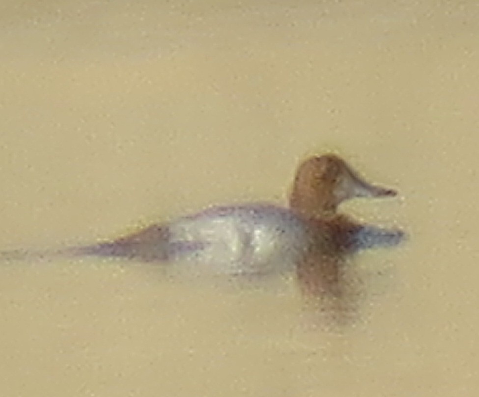 taffeland - ML644307873