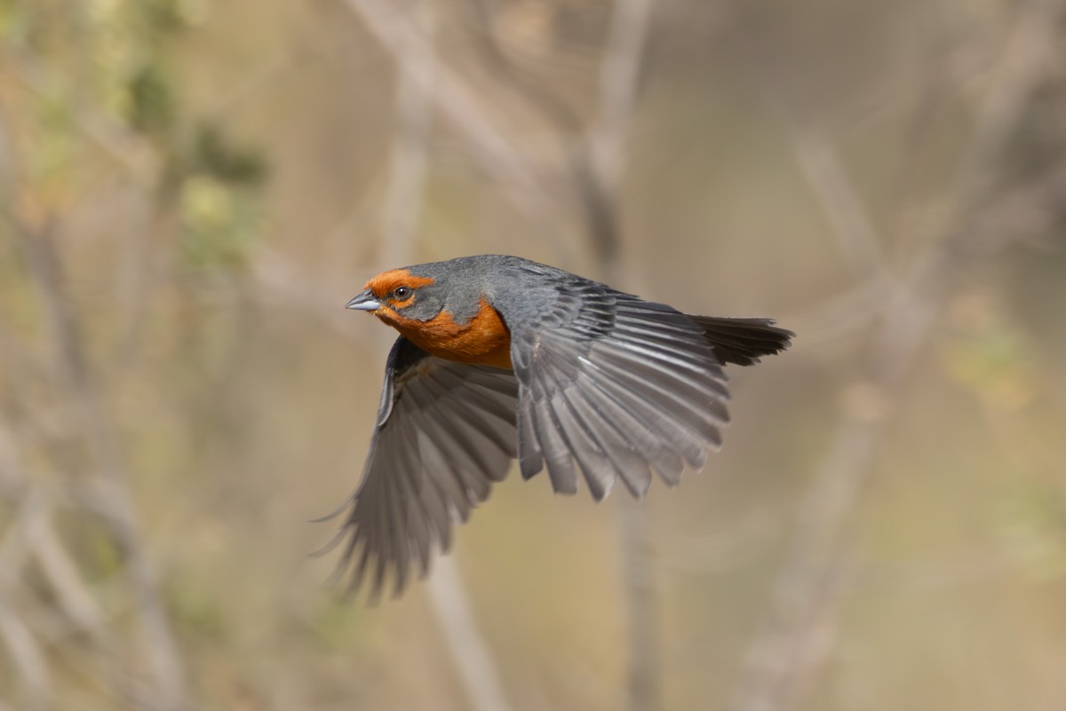Cochabamba Mountain Finch - ML644307874