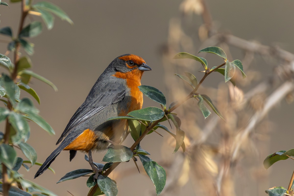 Cochabamba Mountain Finch - ML644307875