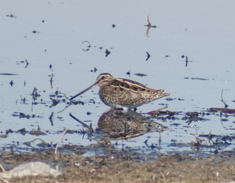 Common Snipe - ML644307879