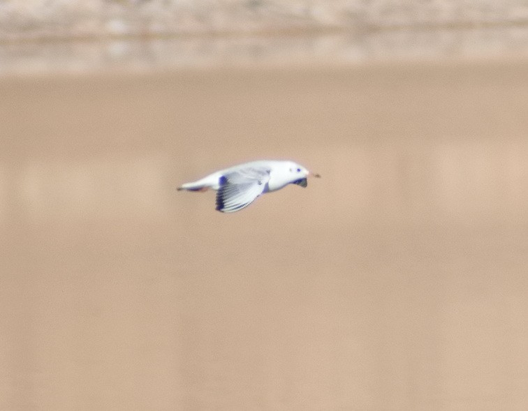 Black-headed Gull - ML644307883