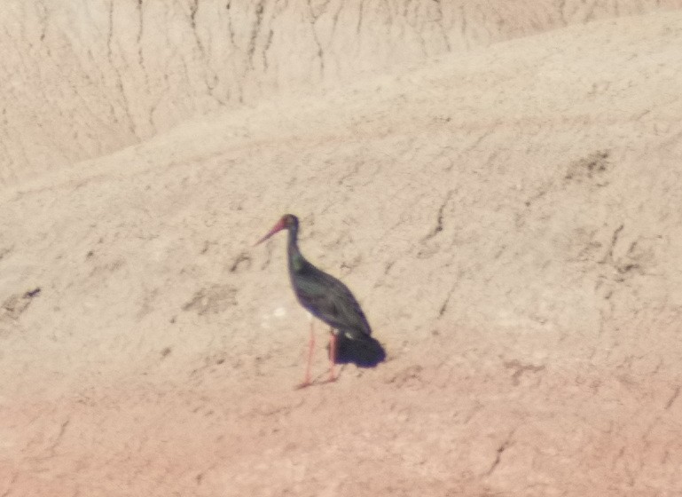 Black Stork - ML644307885