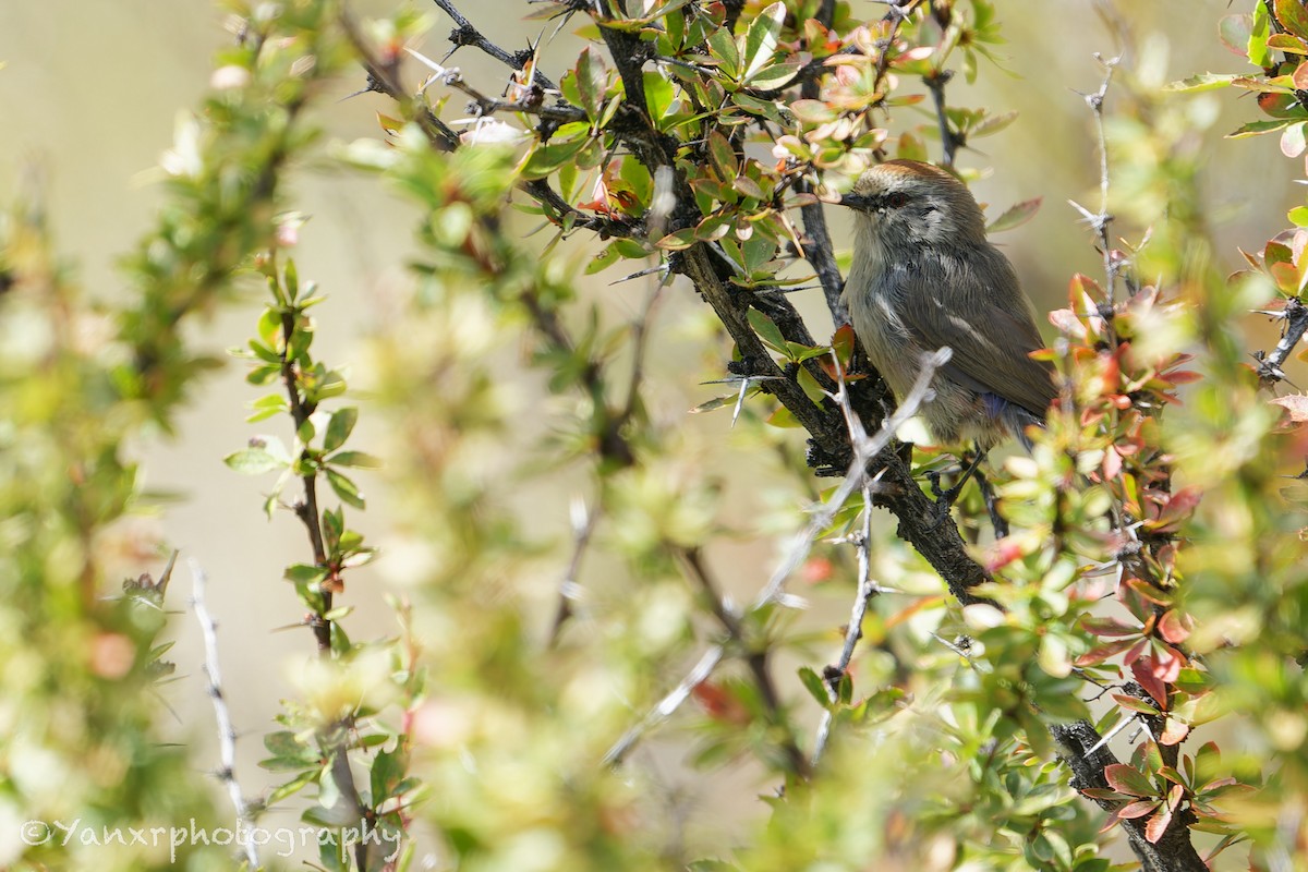 White-browed Tit-Warbler - ML644307886