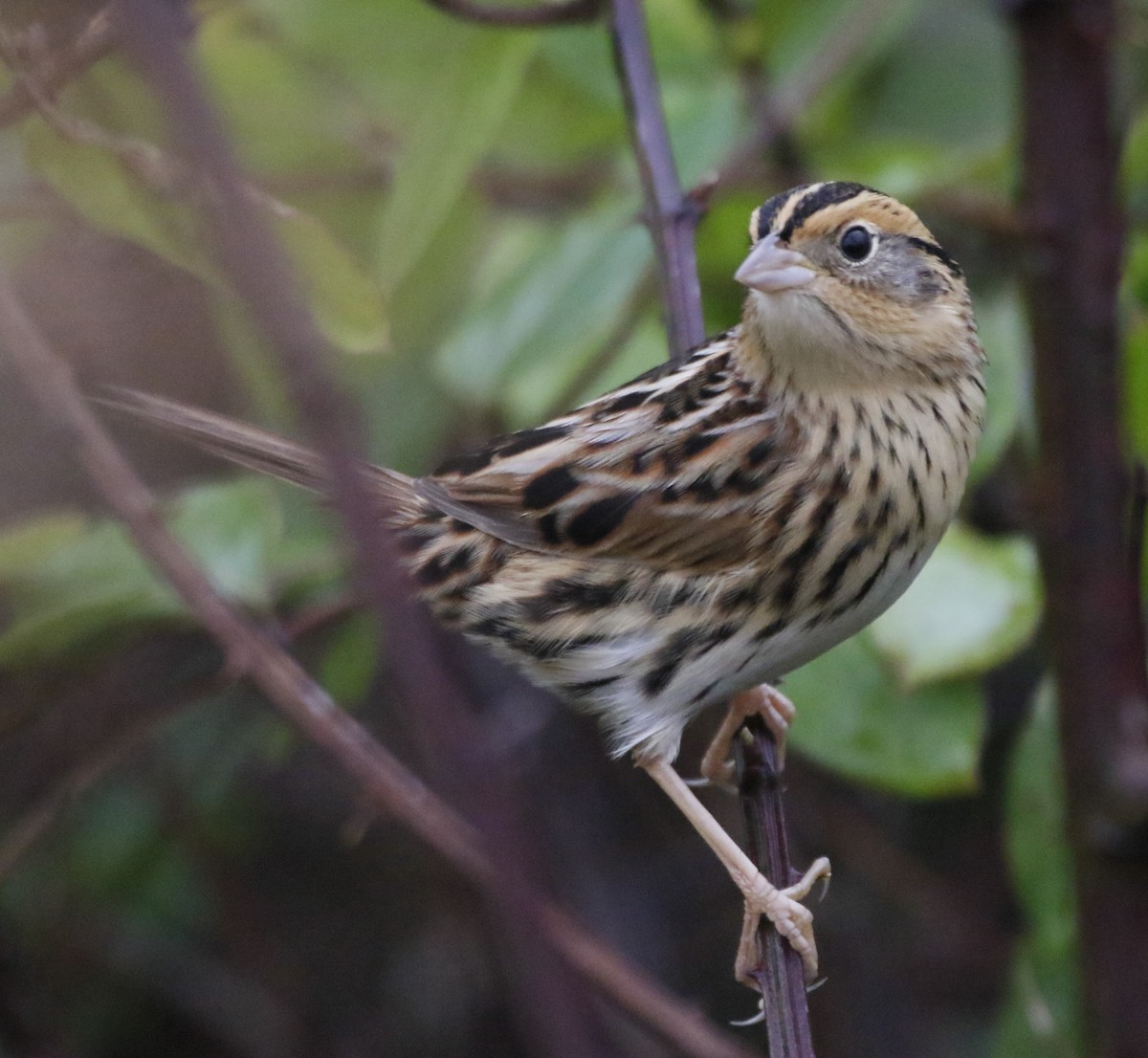 gråørespurv - ML644307889