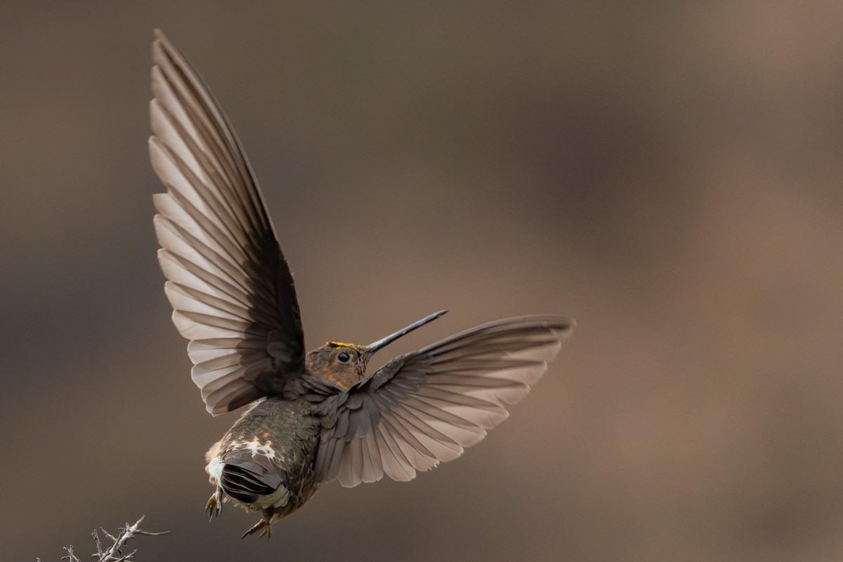 Giant Hummingbird - ML644307890