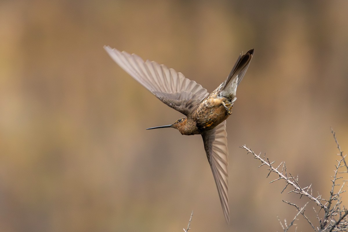 Giant Hummingbird - ML644307891