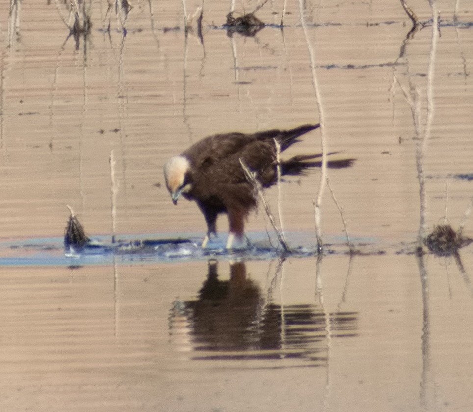 Western Marsh Harrier - ML644307897