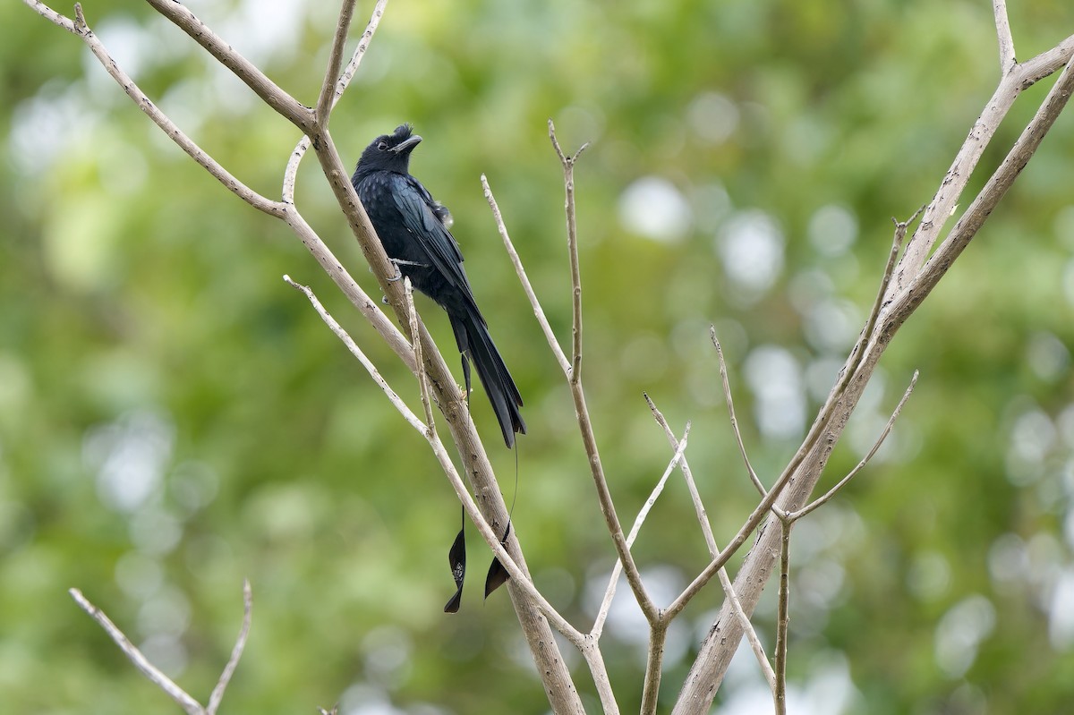 Drongo à raquettes - ML644307899