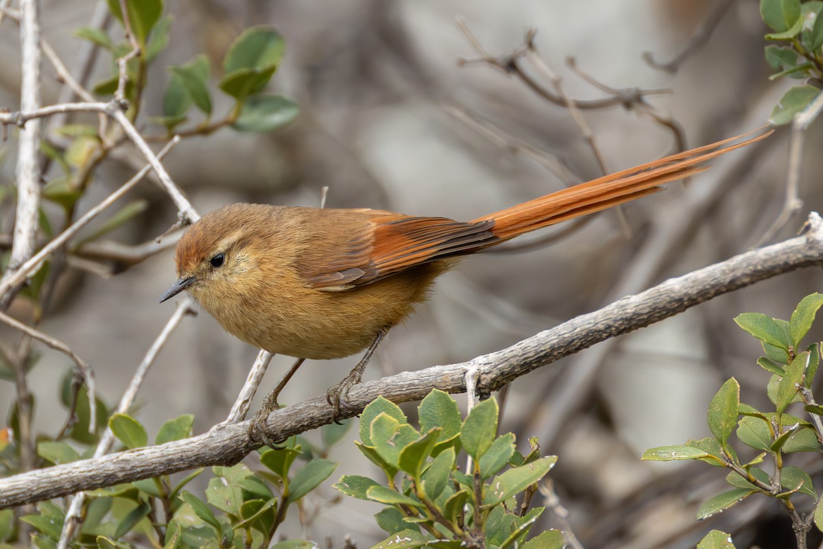Tawny Tit-Spinetail - ML644307900