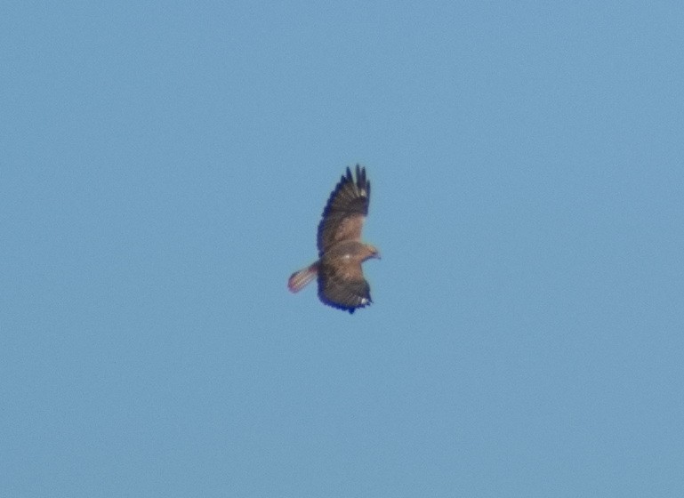 ニシオオノスリ - ML644307902