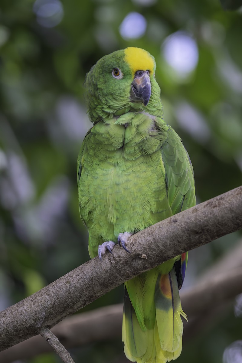 Amazone à front jaune - ML644307908