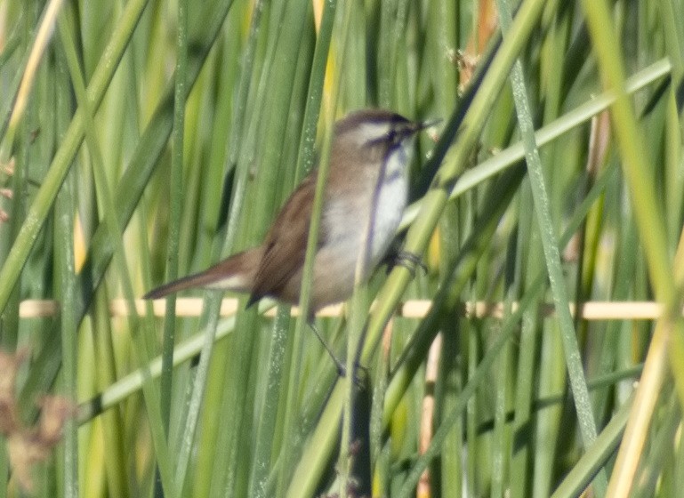 Moustached Warbler - ML644307909