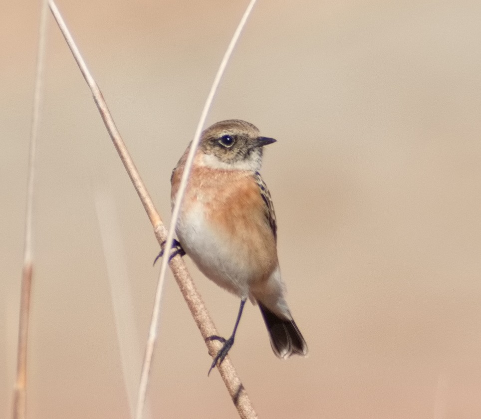 Siberian Stonechat - ML644307913
