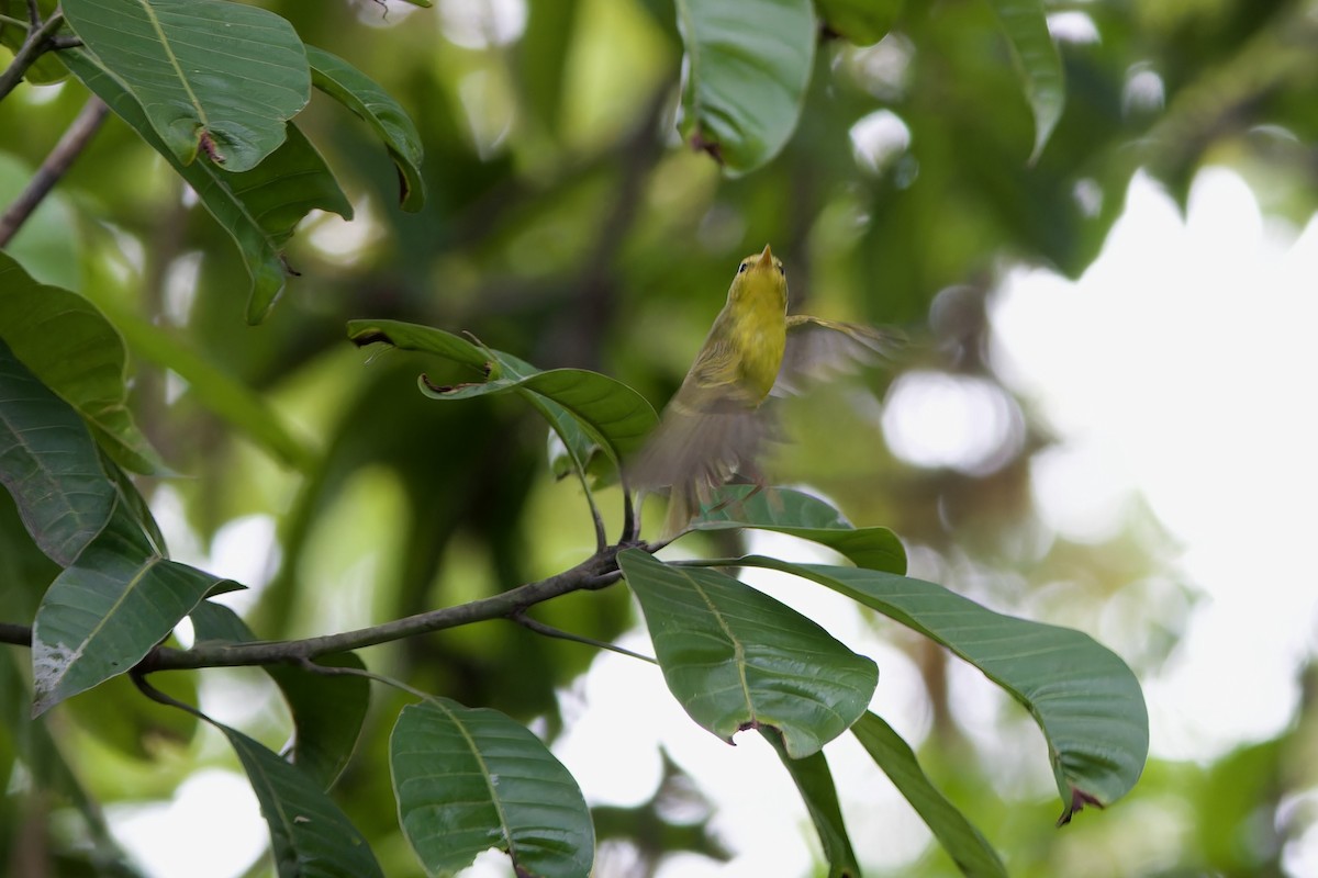 Sulphur-breasted Warbler - ML644307915