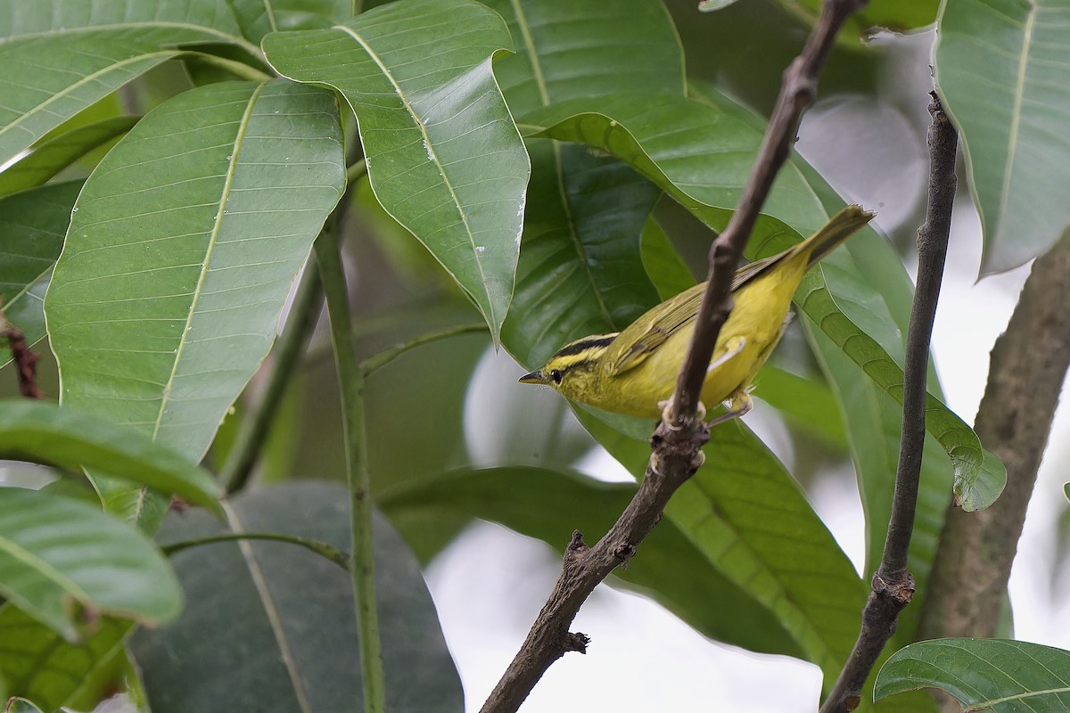 Sulphur-breasted Warbler - ML644307916