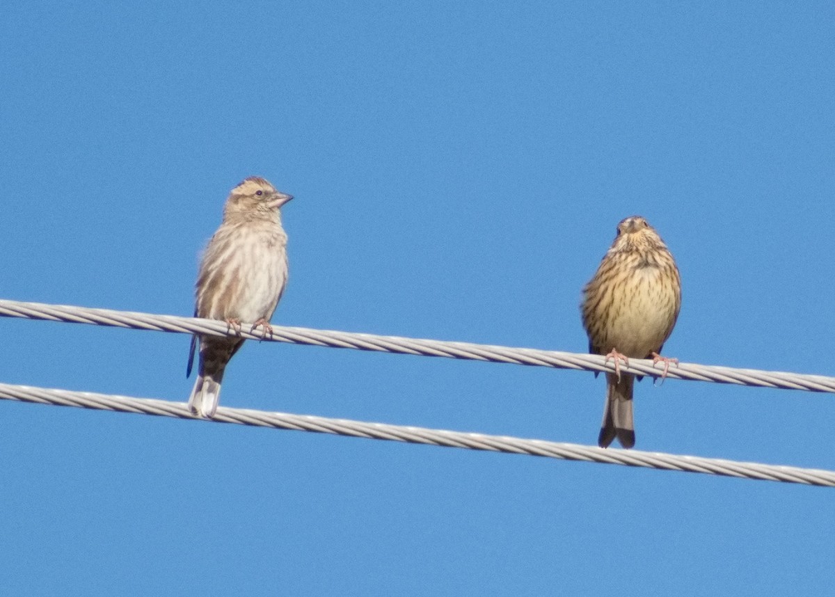 Rock Sparrow - ML644307919