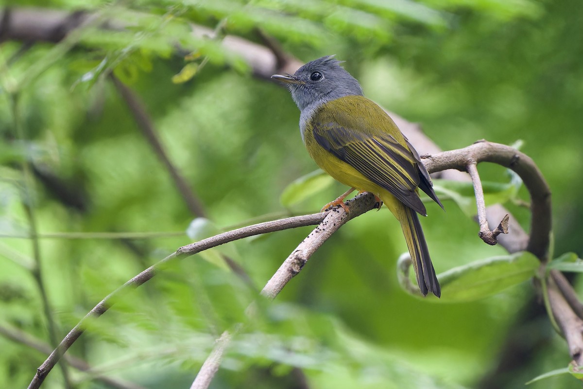 Gray-headed Canary-Flycatcher - ML644307926