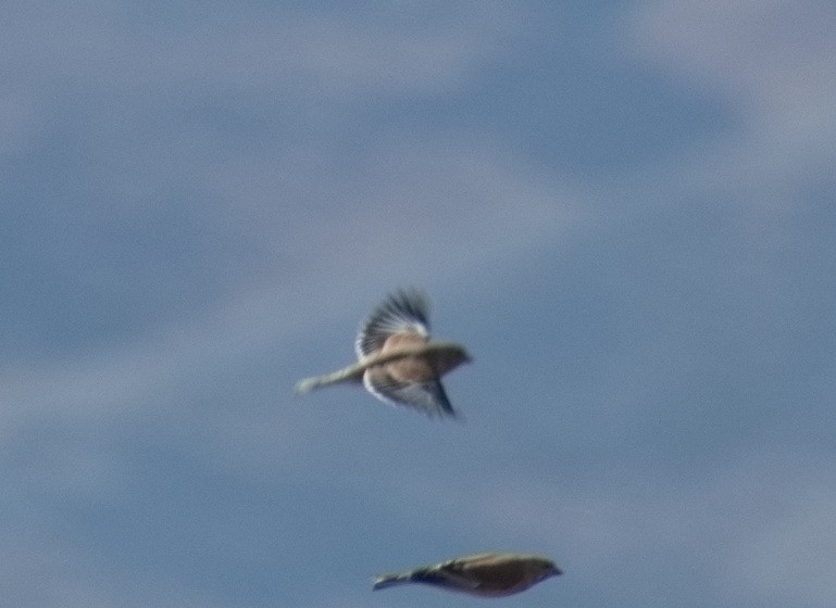 Eurasian Linnet - ML644307929