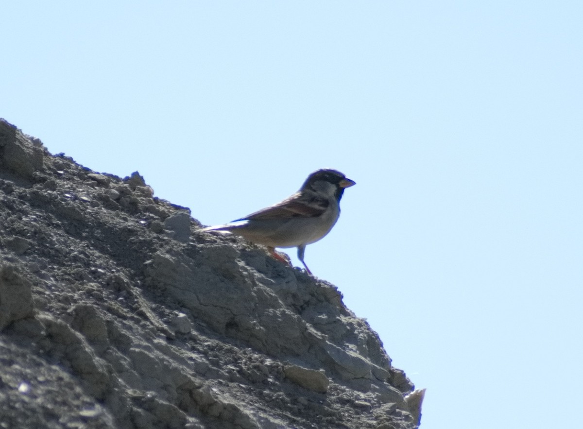 House Sparrow - ML644307931