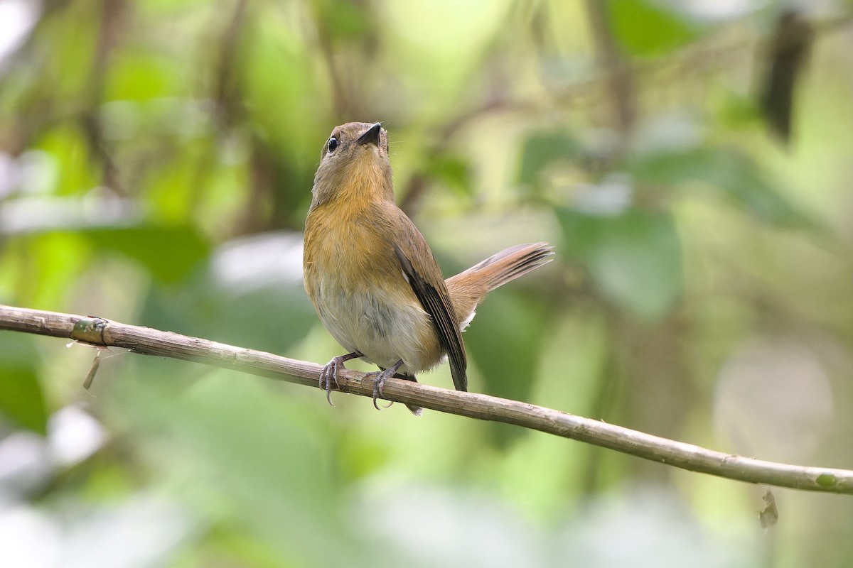 Chinese Blue Flycatcher - ML644307946