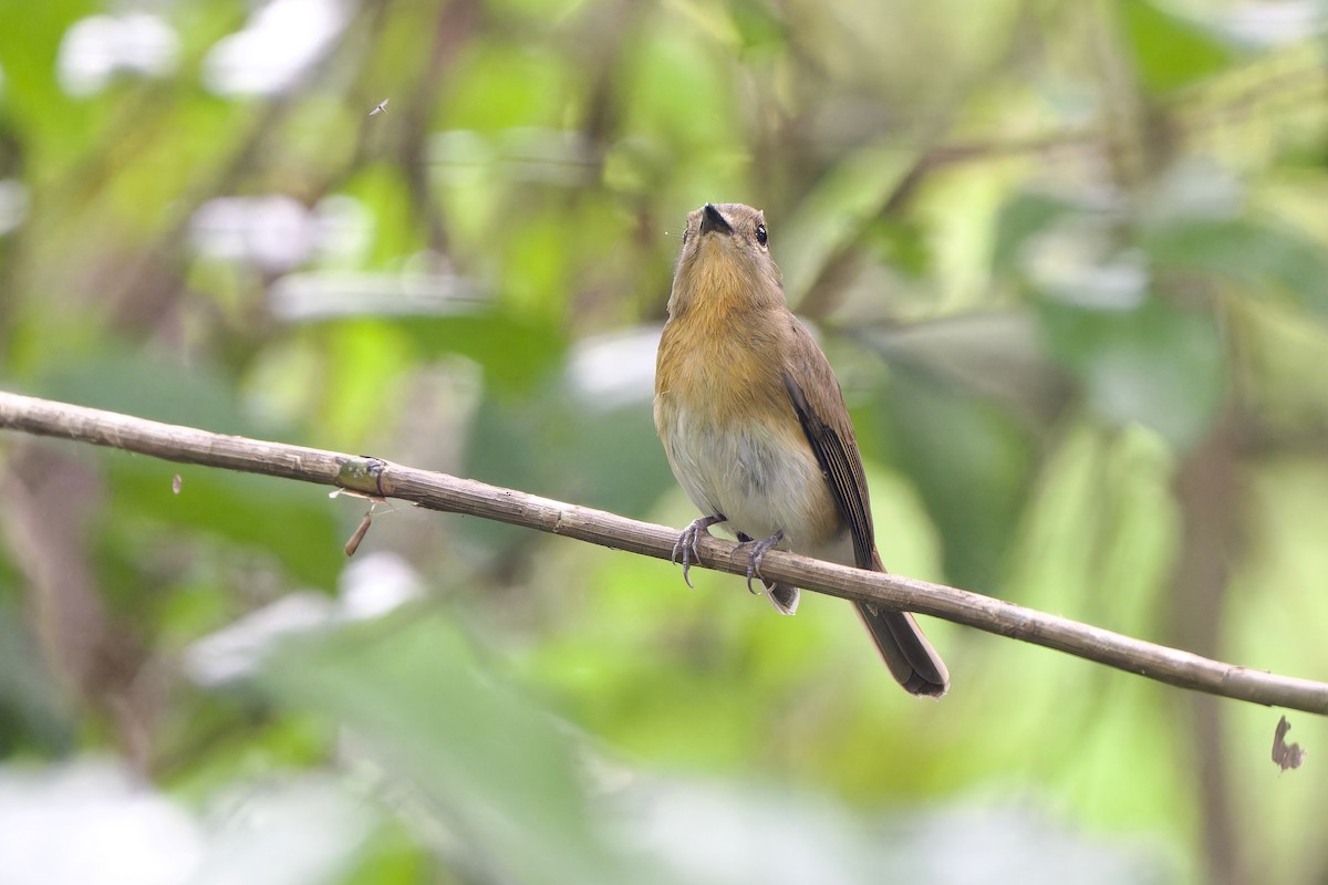 Chinese Blue Flycatcher - ML644307947