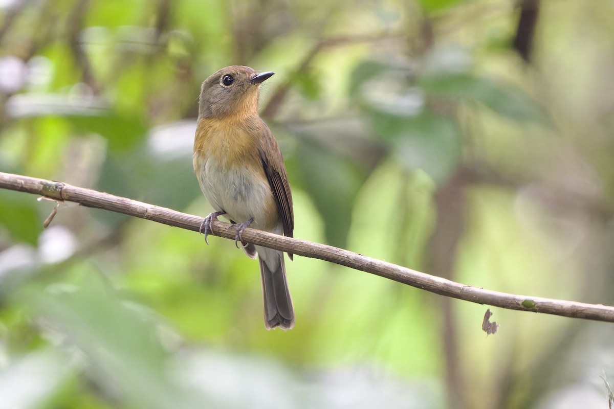 Chinese Blue Flycatcher - ML644307948