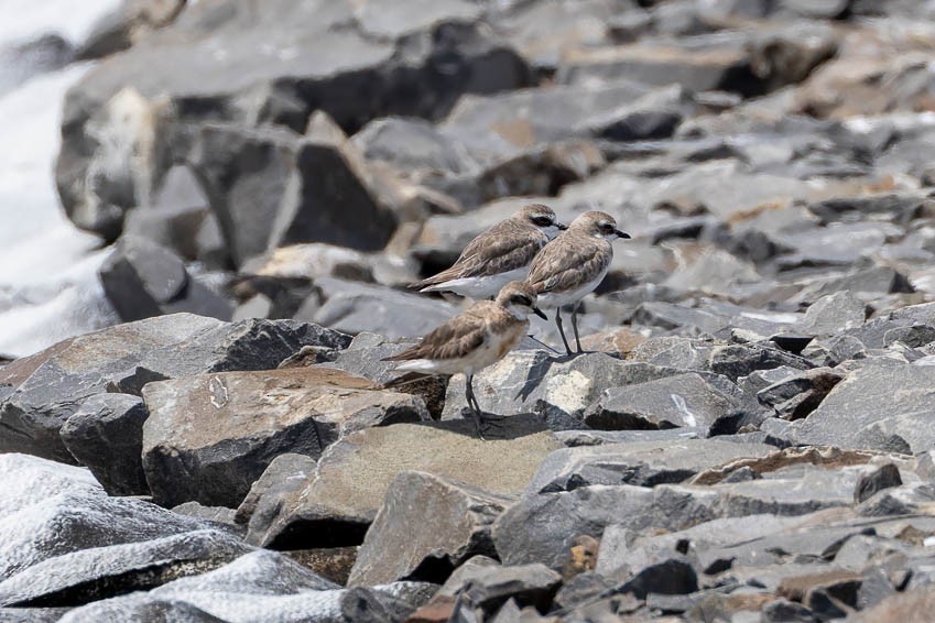 Siberian Sand-Plover - ML644307952
