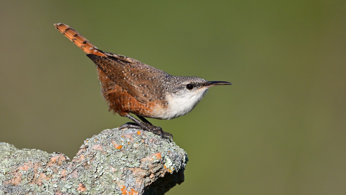 Canyon Wren - ML644307970