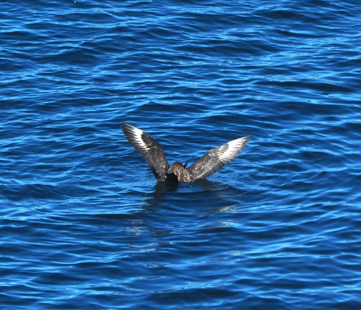 Great Skua - ML644307974