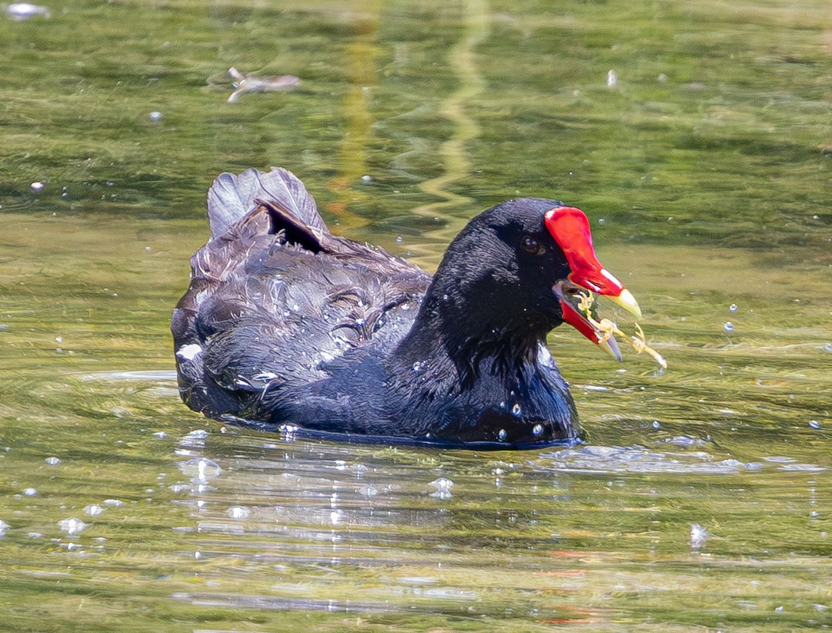 アメリカバン - ML644307975