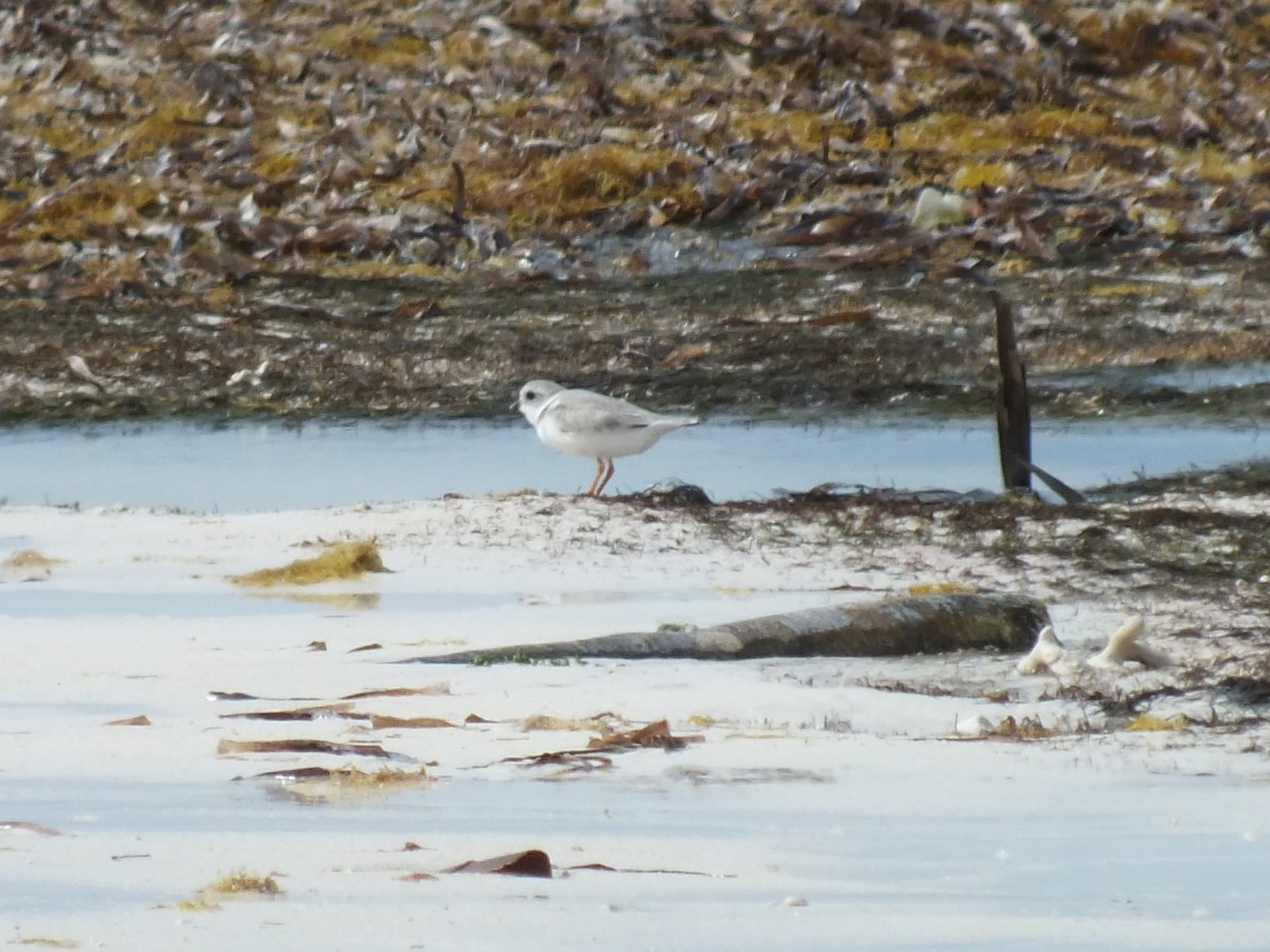 Flötenregenpfeifer - ML644307977