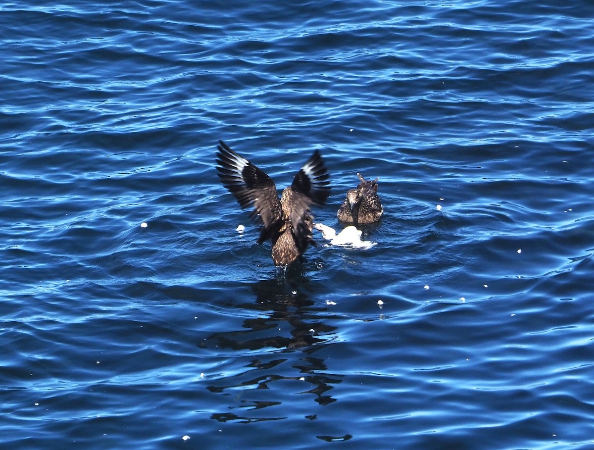 Great Skua - ML644307987