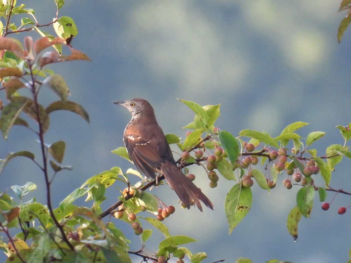 Brown Thrasher - ML644307989