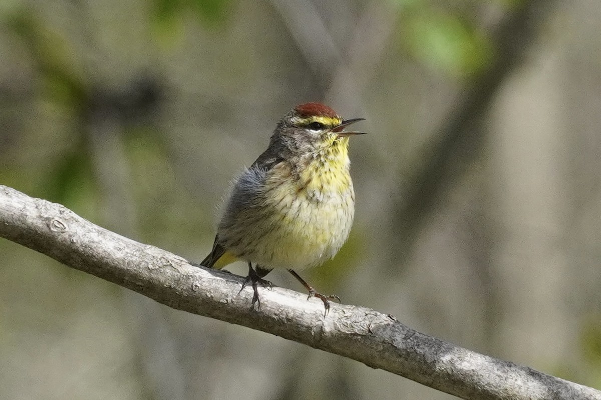 Palm Warbler - ML644307991