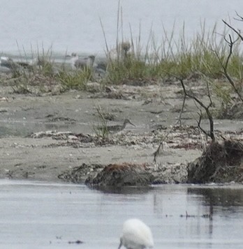 grand limicole sp. - ML644307995