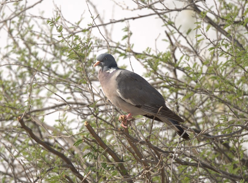 Common Wood-Pigeon - ML644308000