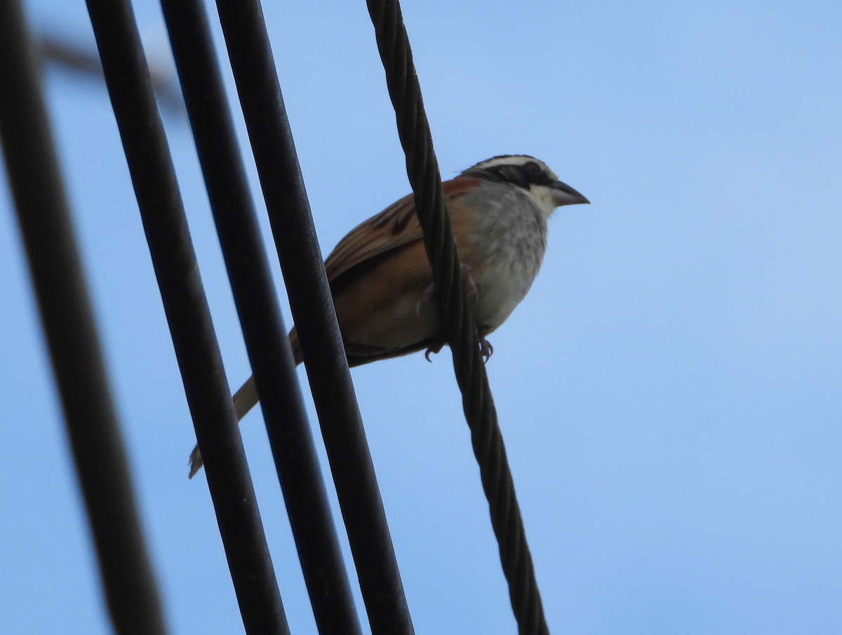 Чінголо широкобровий - ML644308006