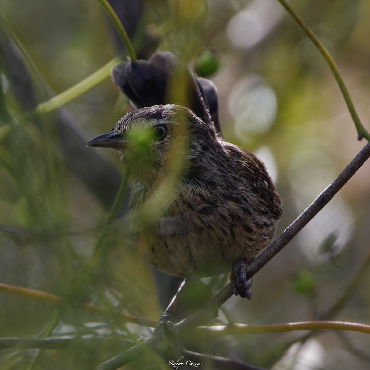 Chestnut-rumped Heathwren - ML644308007