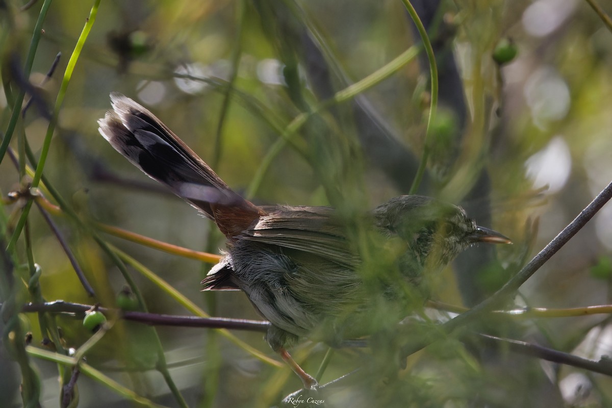 Chestnut-rumped Heathwren - ML644308008