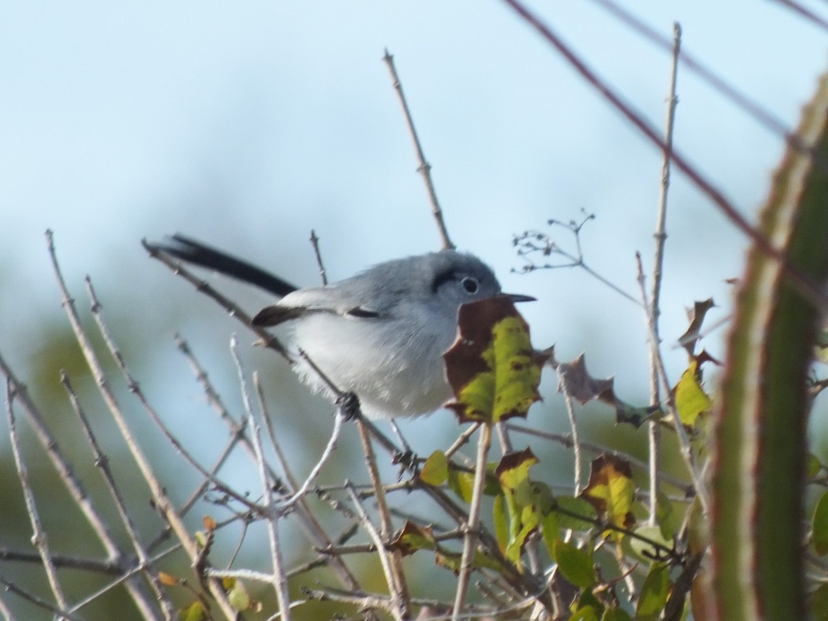 Cuban Gnatcatcher - ML644308009