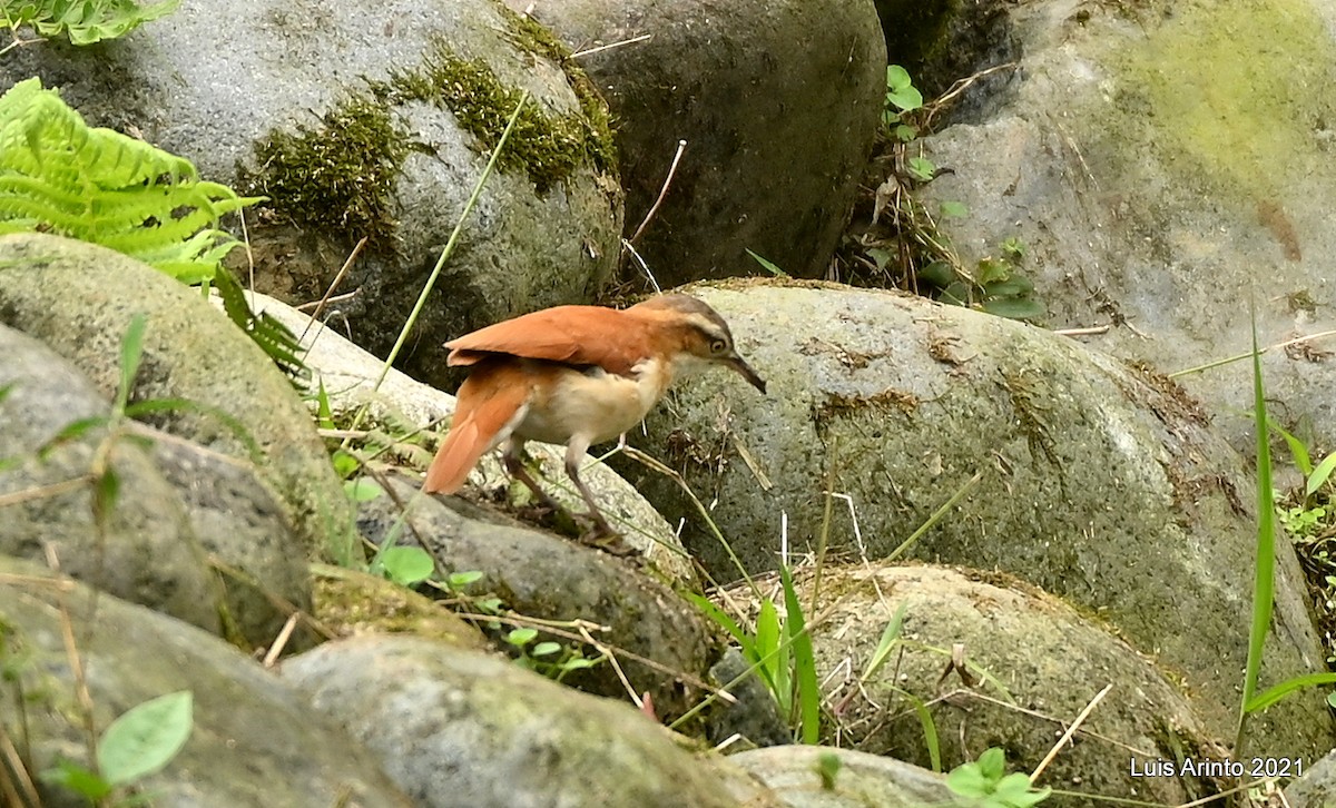 Pacific Hornero - ML644308010