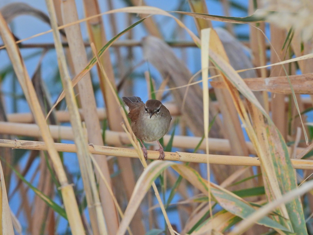 Cetti's Warbler - ML644308012